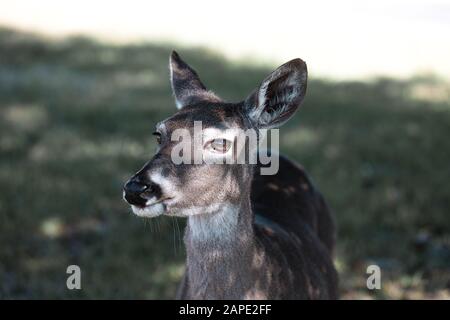 Detailed up-close photos of white tailed deer in nature Stock Photo