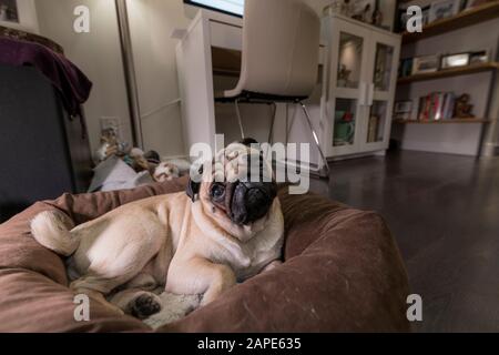 Head tilting cute Pug with laying in brown bed on living room floor. Stock Photo