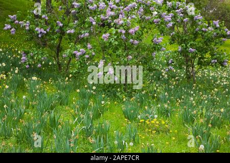 Field of yellow Narcissus - daffodil flowers and purple flowering Syringa vulgaris - Lilac trees in spring Stock Photo