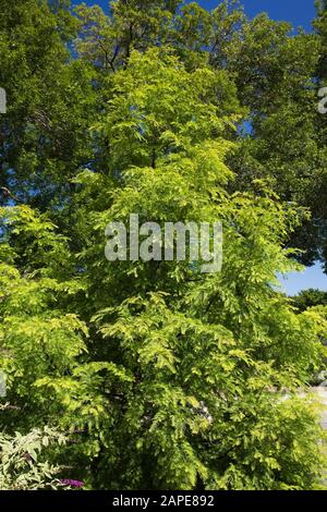 Metasequoia glyptostroboides 'Spring Cream' - Dawn Redwood tree in summer Stock Photo