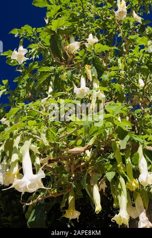 Yellow Brugmansia Datura aurea -  Angel's Trumpets blooming in late summer Stock Photo