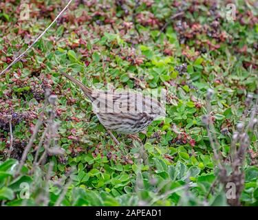 Song Sparrow (Melospiza melodia), Monterey County, CA. Stock Photo