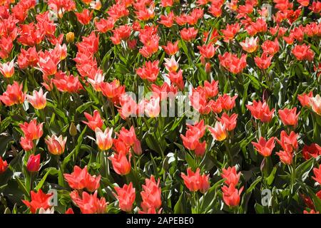 Bed of goblet shaped red Tulipa -Tulip flowers in spring Stock Photo
