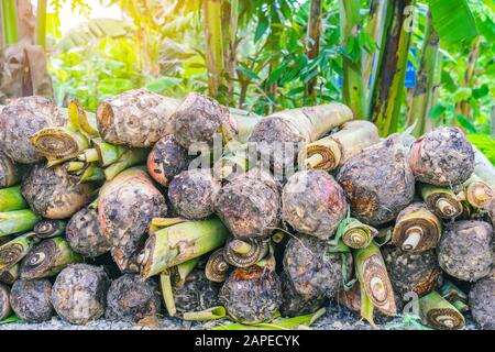 Banana suckers under the ground is a big rhizome called the corm prepare for planting tree. Stock Photo