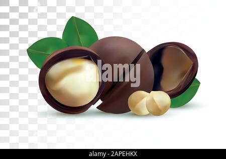 3D realistic macadamia nut isolated on transparent background. Shelled Macadamia nuts with green leaf. Vector illustration. Stock Vector
