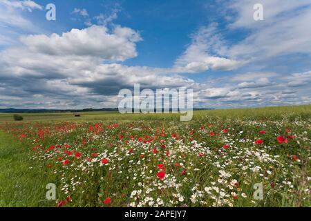Blumenwiese - flower meadow Stock Photo
