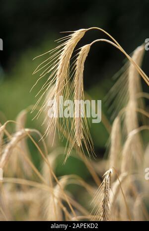 ?hren - ears Stock Photo