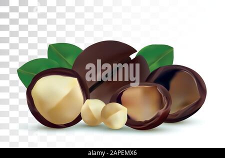 3D realistic macadamia nut isolated on transparent background. Shelled and unshelled Macadamia nuts with green leaf. Organic macadamia. Vector illustration. Stock Vector