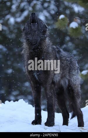 Black colored gray wolf Canis lupus howling in winter snow in captivity Stock Photo