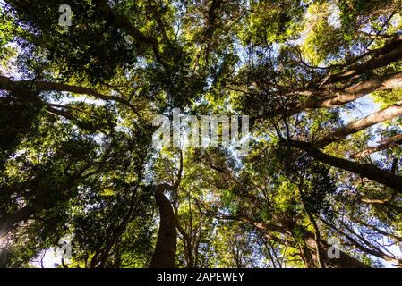Bottom view of landscape nature old green trees in the forest. Stock Photo