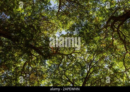Bottom view of landscape nature old green trees in the forest. Stock Photo