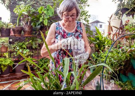 Elderly lady with flowery dress, taking care of plants in her garden. Stock Photo