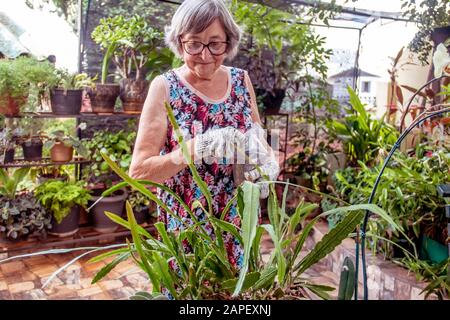 Elderly lady with flowery dress, taking care of plants in her garden. Stock Photo