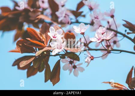 Pink blooming tree in the park. Close up of pink blossom plum tree branch, Prunus cerasifera Nigra, during spring season on blue pink background Stock Photo