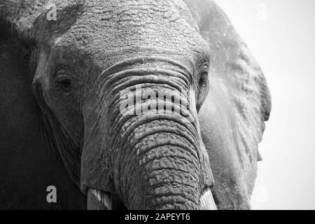A black and white close up of a single large Elephant (Loxodonta africana) - Kenya