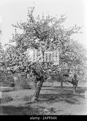 Flowering fruit tree in the Betuwe Date: 1932 Location: Betuwe Keywords: blossoms, orchards, fruit growing, spring Stock Photo