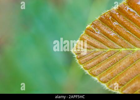 Water drops on the leaf in tropical forest. Closeup and copy space. Concept of rainy season. Stock Photo