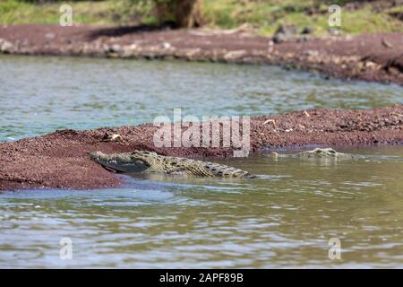 Chamo lake and resting big nile crocodile, Ethiopia Africa wildlife safari Stock Photo