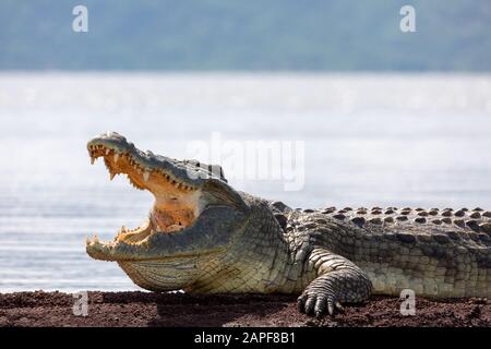 Chamo lake and resting big nile crocodile, Ethiopia Africa wildlife safari Stock Photo