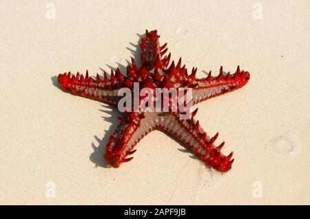 Zanzibar Tanzania 14/08/2010:  Horned Sea Star Stock Photo