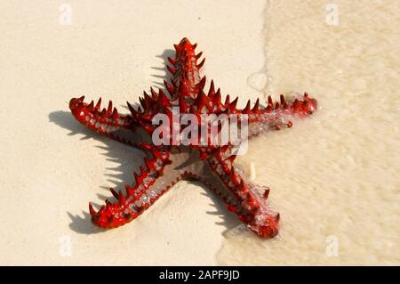 Zanzibar Tanzania 14/08/2010:  Horned Sea Star Stock Photo