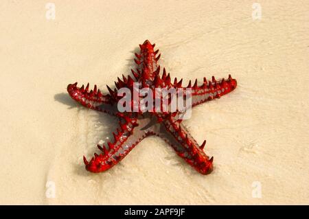 Zanzibar Tanzania 14/08/2010:  Horned Sea Star Stock Photo