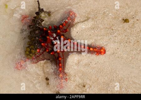 Zanzibar Tanzania 14/08/2010:  Horned Sea Star Stock Photo