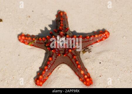 Zanzibar Tanzania 14/08/2010:  Horned Sea Star Stock Photo