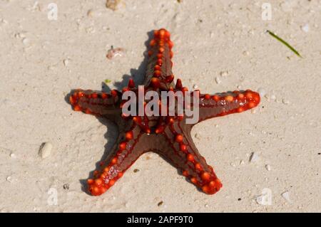 Zanzibar Tanzania 14/08/2010:  Horned Sea Star Stock Photo