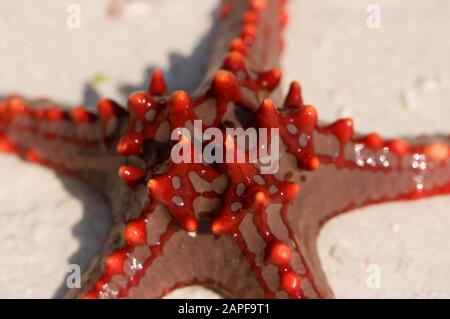 Zanzibar Tanzania 14/08/2010:  Horned Sea Star Stock Photo