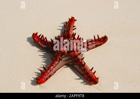 Zanzibar Tanzania 14/08/2010:  Horned Sea Star Stock Photo