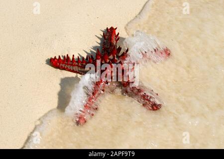 Zanzibar Tanzania 14/08/2010:  Horned Sea Star Stock Photo