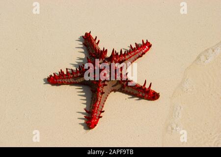 Zanzibar Tanzania 14/08/2010:  Horned Sea Star Stock Photo