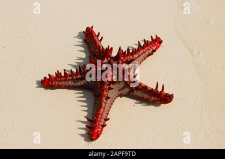 Zanzibar Tanzania 14/08/2010:  Horned Sea Star Stock Photo