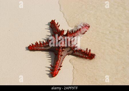 Zanzibar Tanzania 14/08/2010:  Horned Sea Star Stock Photo