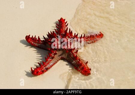 Zanzibar Tanzania 14/08/2010:  Horned Sea Star Stock Photo