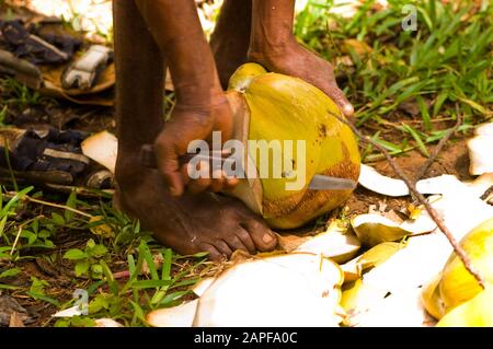Zanzibar Tanzania 14/08/2010:   Processing and opening of the coconut Stock Photo