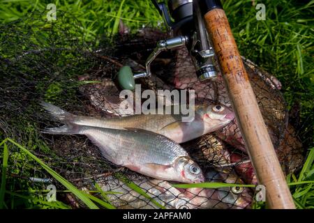 Catching freshwater fish and fishing rods with fishing reels on green  grass. White amour and fishing rod with reel lying on green grass.Fishing  concep Stock Photo - Alamy