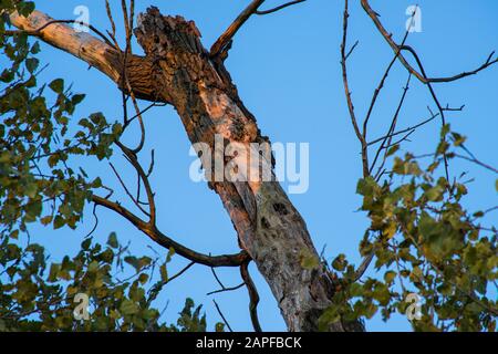 Branch in the light of the evening sun against blue sky. Stock Photo