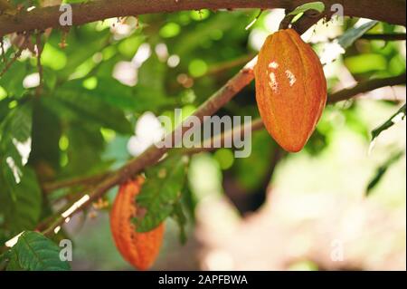 One cacao pod hanging on branch with blurred tree background Stock Photo