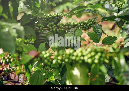 Harvesting coffee theme. Green coffee beans growing on plant Stock Photo