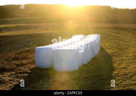 Two rows of silage bales in white plastic wrap on a grassy field in winter sunlight. Stock Photo