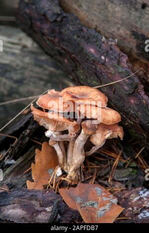 Harvest of edible mushrooms honey agarics known as Armillaria mellea on a wood stump in an autumn coniferous forest Stock Photo