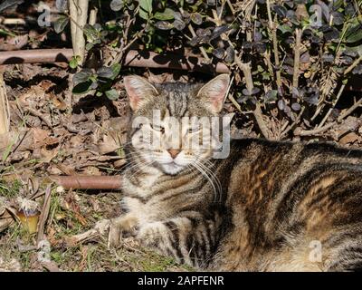 stray cats sunbathing on a firm winter morning living in Madrid retiro park Stock Photo