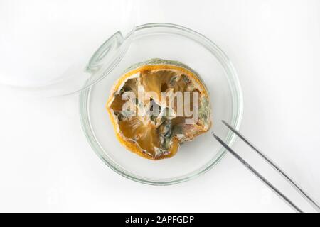 Ugly half lemon with mold in petri dish with tweezers on white background. View from above. Stock Photo