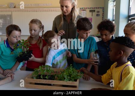 Female teacher around a box of plants for a nature study lesson in an elementary school classroom Stock Photo