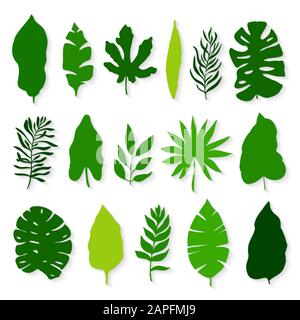 Tropical plant leaves. Vector silhouette collection Stock Vector Image ...