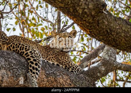 Leopard over tree branch looking to the distance Stock Photo