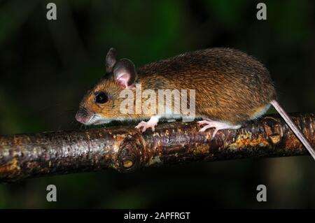 wood mouse apodemus sylvaticus Stock Photo