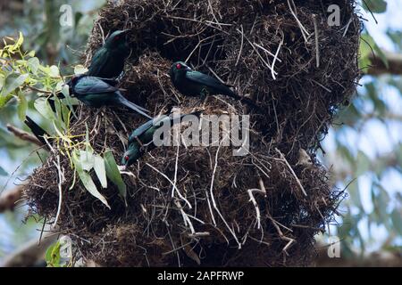 The Sinsister Metallic Starlings of Carins, Far North Queensland, Australia Stock Photo